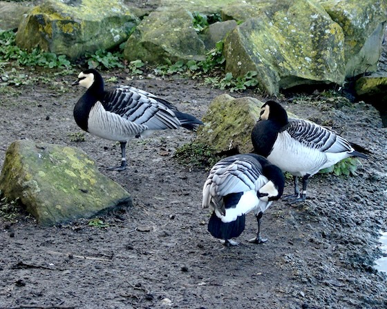 barnacle goose
